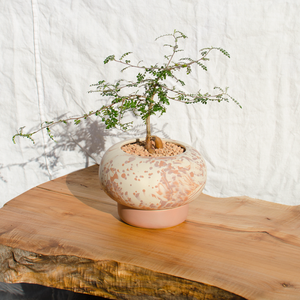 Painted Pony Ikebana