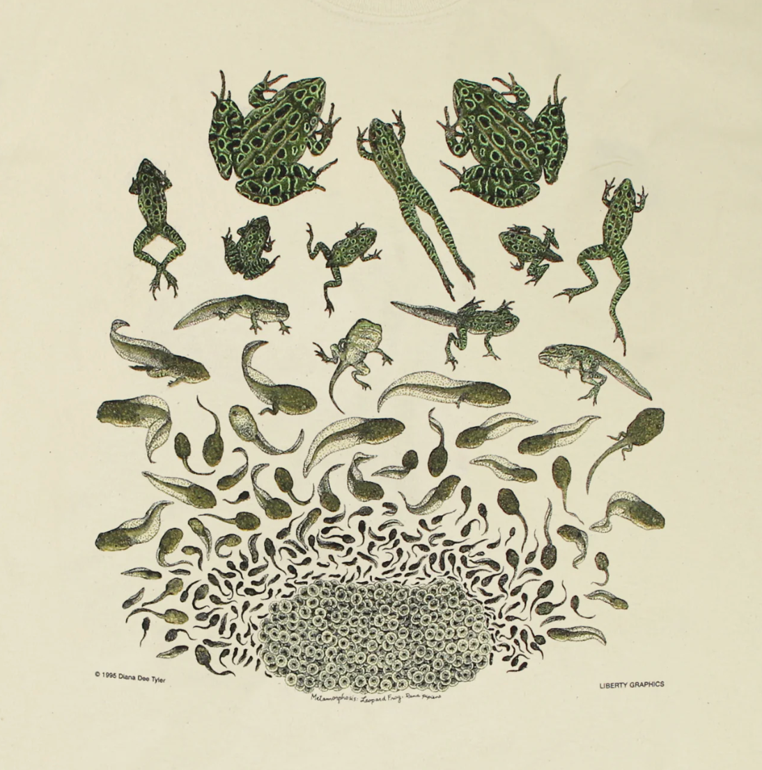 Frog Metamorphosis Youth T-Shirt