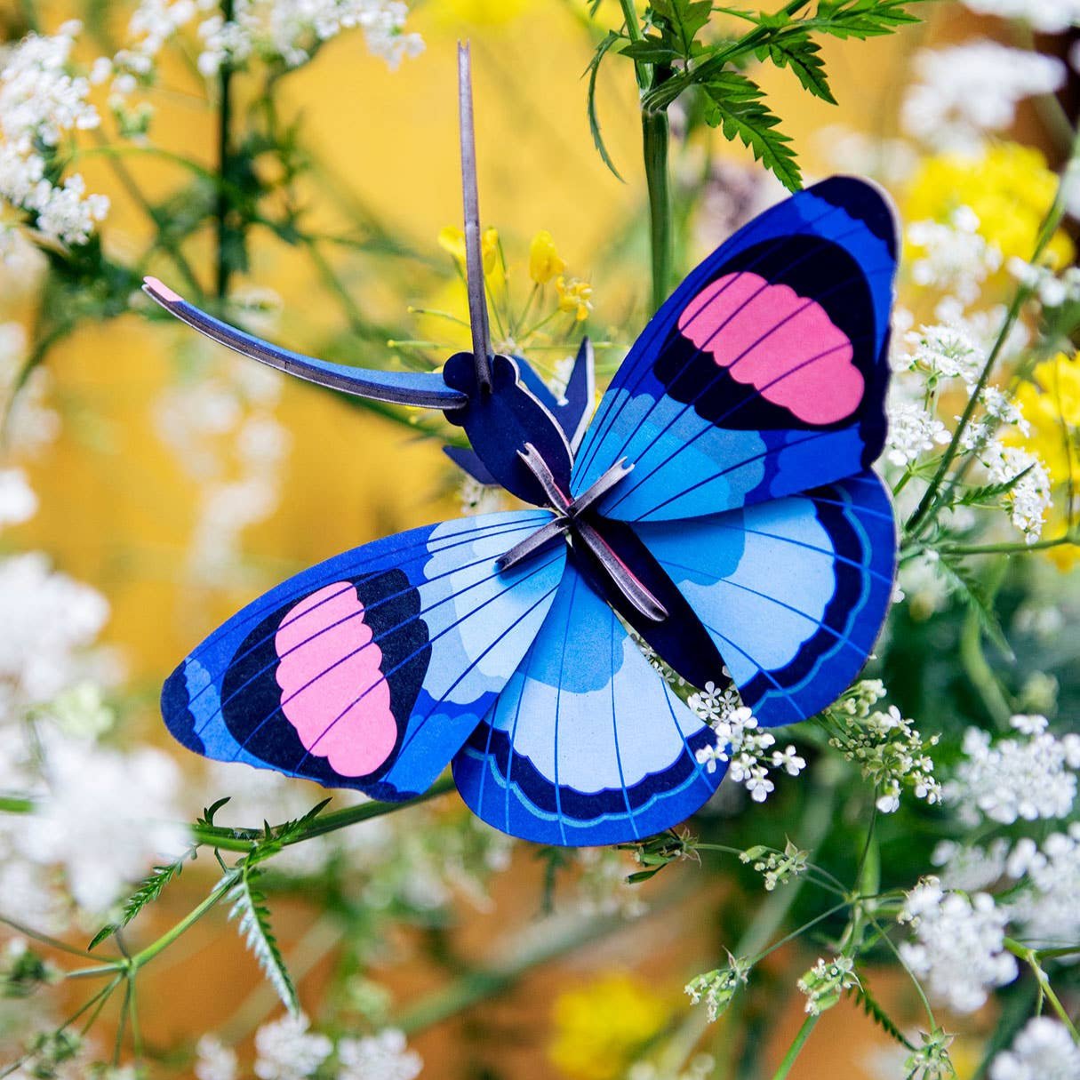 Peacock Butterfly